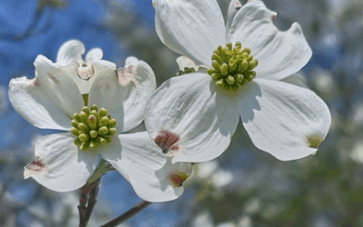 Have you ever heard the beautiful story of the Dogwood tree?