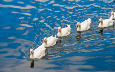 I knew the Lord was using this scene—a simple gathering of ducks in a row—to speak to my soul.