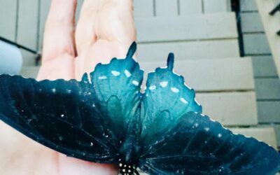 Isn’t this butterfly beautiful?